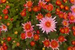 Pink and Red Chrysanthemums | Photography by Caroyl La Barge›. Item made of canvas with paper works with contemporary & country & farmhouse style