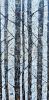 Winter's Golden Birch | Oil And Acrylic Painting in Paintings by Liz Johnston. Item made of synthetic