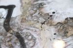 tumbling dice | Mixed Media by Amanda M Moody. Item composed of synthetic