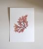Pressed Seaweed, Single 83. A6. | Pressing in Art & Wall Decor by Jasmine Linington. Item composed of paper