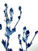 Delft Tree Poppies III (18 x 12" Cyanotype Painting) | Mixed Media in Paintings by Christine So