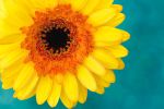 Chrysanthemum and Vibrance | Photography by Vanessa Thomas | Bank of America Mortgage in Pleasanton. Item made of paper