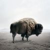 Be Here Bison | Photography by Alice Zilberberg | Toronto in Toronto. Item composed of paper