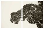 Kings Canyon | Photography by Renee Torres. Item composed of paper