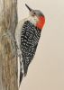 Set of 4 framed bird prints | Drawings by Stacie Dale. Item made of paper compatible with rustic and traditional style