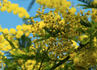 February Mimosa Digital-only offering exclusively for Trade | Photography by Caroyl La Barge›. Item made of canvas & paper compatible with contemporary and country & farmhouse style
