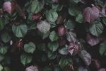 Winter leaves I | Limited Edition Print | Photography by Tal Paz-Fridman | Limited Edition Photography. Item made of paper works with country & farmhouse & coastal style