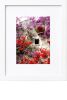 Bougainvillea | Photography by KNOF design. Item in contemporary or coastal style
