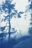 Ancient Trees: 30 x 20" unframed hand-printed cyanotype | Photography by Christine So. Item composed of cotton and paper in boho or country & farmhouse style