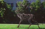 Large scale sculptures of elk and tiger | Public Sculptures by Wendy Klemperer Art Inc | California State University, Bakersfield in Bakersfield. Item composed of steel