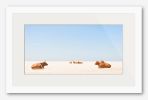 "SUNBATHING COWS" | Prints by ANDREW LEVER. Item composed of paper