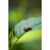 Photograph • Pacific Tree Frog, Animal, PNW, Oregon, Macro | Photography by Honeycomb. Item made of metal with paper