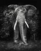 The Disappearance of the Elephant | Photography by Erik Brede Photography & Digital Art | Hotel Gotham in Manchester. Item made of paper