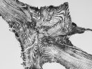 Yellowstone Tree Roots | Prints by Erik Linton. Item composed of paper in rustic style