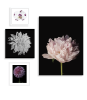 White Dahlia | Photography by Tal Shpantzer | Talfoto Studio. Item composed of canvas in minimalism or contemporary style