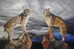 56-Bobcats Reflect | Oil And Acrylic Painting in Paintings by Vincent Fink. Item made of synthetic