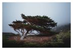 "Cypress in Heavy Fog" Coastal Photograph | Photography by Daylight Dreams Editions. Item made of paper works with boho & minimalism style