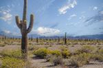 Flatlands of Cactus | Photography by Richard Silver Photo. Item composed of paper compatible with contemporary and country & farmhouse style