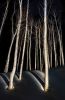 Birch Trees #7, 2019 | Photography by Chris Becker. Item made of paper