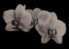 Orchids In Manray's Studio Dream | Photography by Tal Shpantzer | Talfoto Studio. Item made of paper works with boho & contemporary style