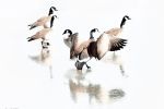 Walk on Water | Photography by Lu Anne Tyrrell Art +. Item made of canvas with metal