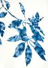 Spring Madrone IV (30 x 22" cyanotype painting on paper) | Watercolor Painting in Paintings by Christine So. Item made of paper compatible with boho and country & farmhouse style