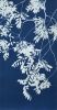 Spring Night 1 (Hand-printed cyanotype, 40 x 24" framed ) | Photography by Christine So