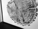 Douglass fir from Uinta Mountains in Utah. | Prints by Erik Linton. Item made of paper