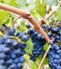 Naramata Grapes inspired British Columbia's wine country | Oil And Acrylic Painting in Paintings by Connie O’Connor. Item made of canvas