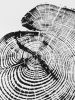 Tree Slice Tree Ring Art Print | Prints by Erik Linton. Item made of paper