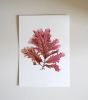 Pressed Seaweed, Single 88. A6. | Pressing in Art & Wall Decor by Jasmine Linington. Item made of paper