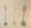 Agave  Illustration | Murals by Sonoran Witch Boy | Posada by the Joshua Tree House in Tucson. Item made of synthetic