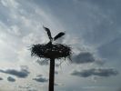 Osprey Landing | Public Sculptures by Wendy Klemperer Art Inc. Item composed of steel