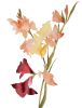 Gladiolus No. 1 : Original Watercolor Painting | Paintings by Elizabeth Becker. Item composed of paper in boho or minimalism style