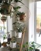 Plant Hanger | Plants & Landscape by Braid & Wood Design Studio | Work Hard Plant Hard in Encinitas. Item composed of maple wood and cotton