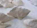 Conks Mushrooms Wall Sculpture, 60 Pieces Set, Cream White | Wall Hangings by SevaCeramics