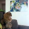 Maasai Lion | Paintings by Joanne Beaule Ruggles