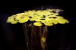 Water lillies 4775 | Photography by Chris Becker. Item composed of paper