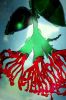 Convex Tui and Pohutukawa Flowers #2 | Mirror in Decorative Objects by Frederick Worrell Art and Design. Item composed of glass