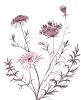 Queen Anne's Lace No. 20 : Original Watercolor Painting | Paintings by Elizabeth Becker. Item composed of paper in boho or minimalism style