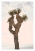 Joshua Tree with Pastel Sky | Photography by Capricorn Press. Item made of paper works with boho & contemporary style