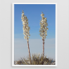SOAPTREE DUET | Minimalist Nature | Fine Art Print | Photography by Jess Ansik. Item composed of paper in minimalism or rustic style