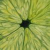 'Life of a Lime' Original Oil Painting (SOLD) | Oil And Acrylic Painting in Paintings by Jenny Stewart's Fine Art. Item composed of canvas in contemporary or modern style