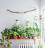 BRAID & WOOD Plant Hanger (Large) & (Medium) | Plants & Landscape by Braid & Wood Design Studio. Item made of maple wood with brass