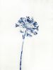 Delft Agapanthus 4 (18 x 24" painting-cyanotype hybrid) | Watercolor Painting in Paintings by Christine So