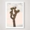 Joshua Tree with Pastel Sky | Photography by Capricorn Press. Item made of paper works with boho & contemporary style