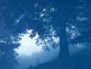 Dark Forest (18 x 24 inch unframed hand-printed cyanotype) | Photography by Christine So. Item composed of paper compatible with country & farmhouse and rustic style