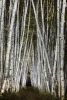 Birch Trees #10, 74" x 50", ed. 1/4 | Photography by Chris Becker Photo