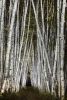 Birch Trees #10, 74" x 50", ed. 1/4 | Photography by Chris Becker