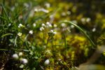 Tiny white flowers in moss | Photography by Caroyl La Barge›. Item made of canvas with paper works with contemporary & country & farmhouse style